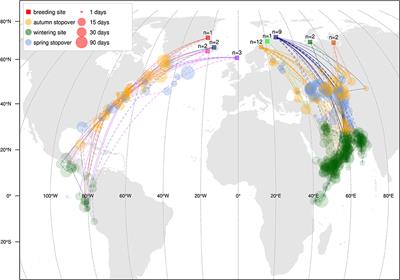 A Migratory Divide Among Red-Necked Phalaropes in the Western Palearctic Reveals Contrasting Migration and Wintering Movement Strategies